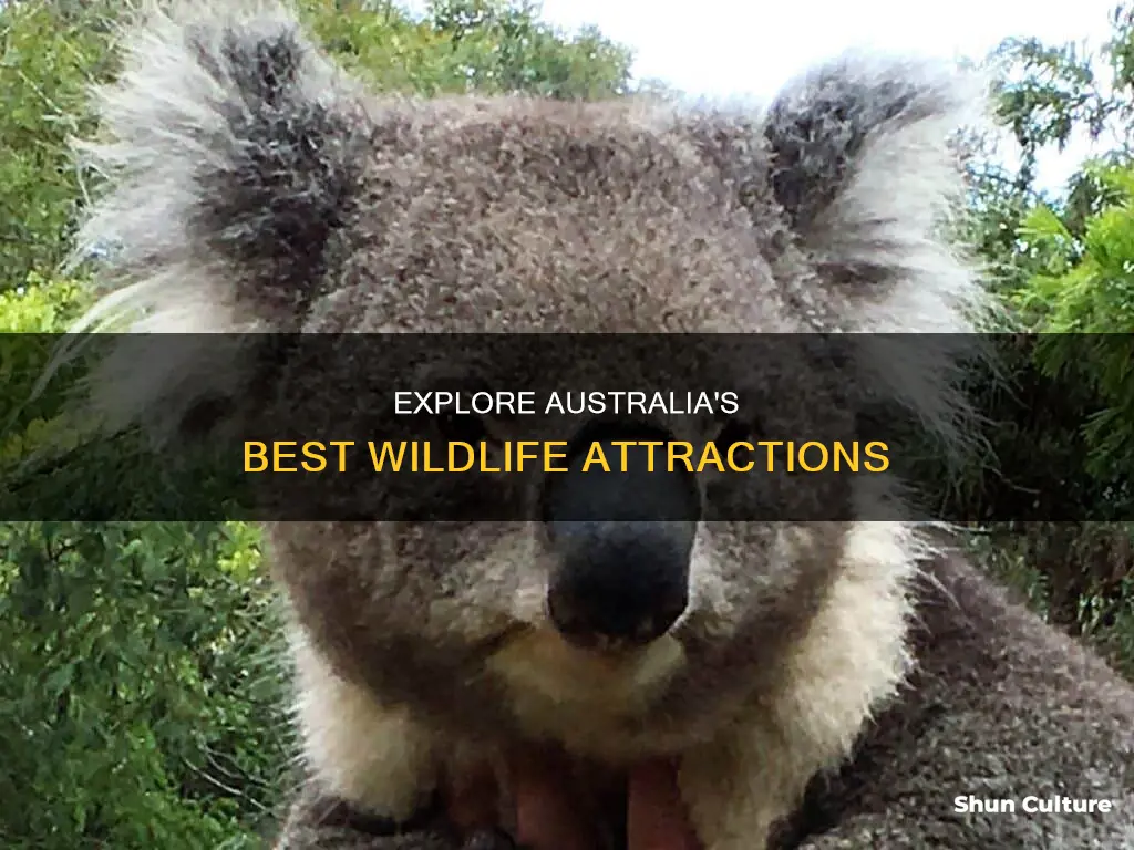 where to hold animals in australia