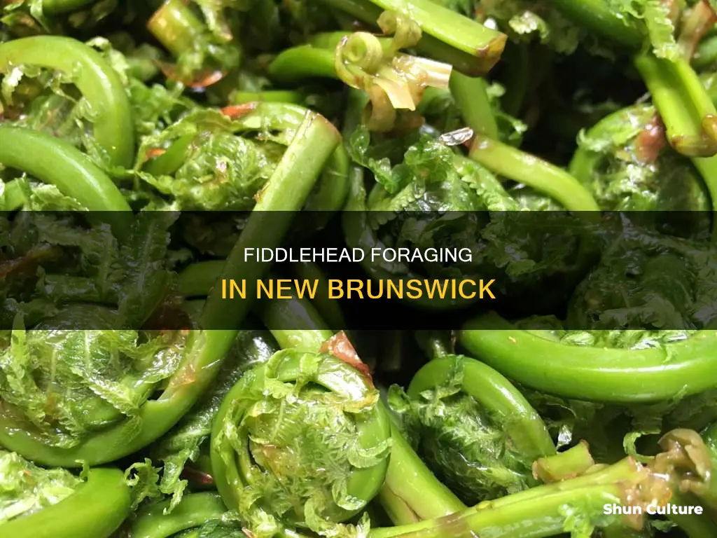 where to pick fiddleheads in new brunswick