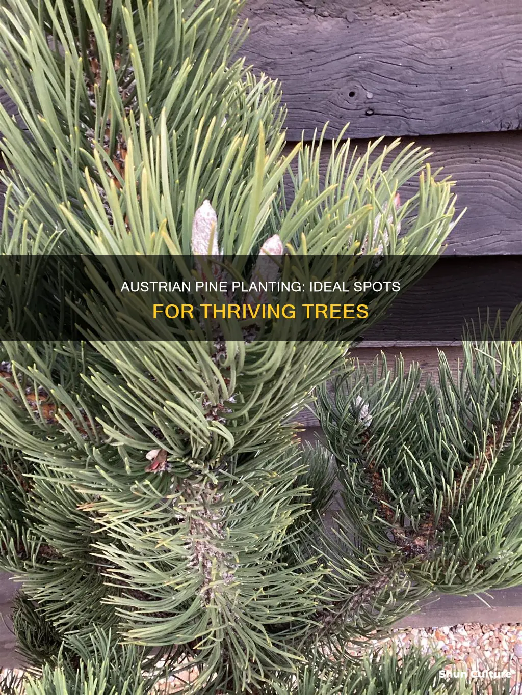 where to plant austrian pine