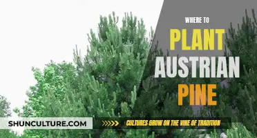 Austrian Pine: Ideal Planting Locations and Conditions
