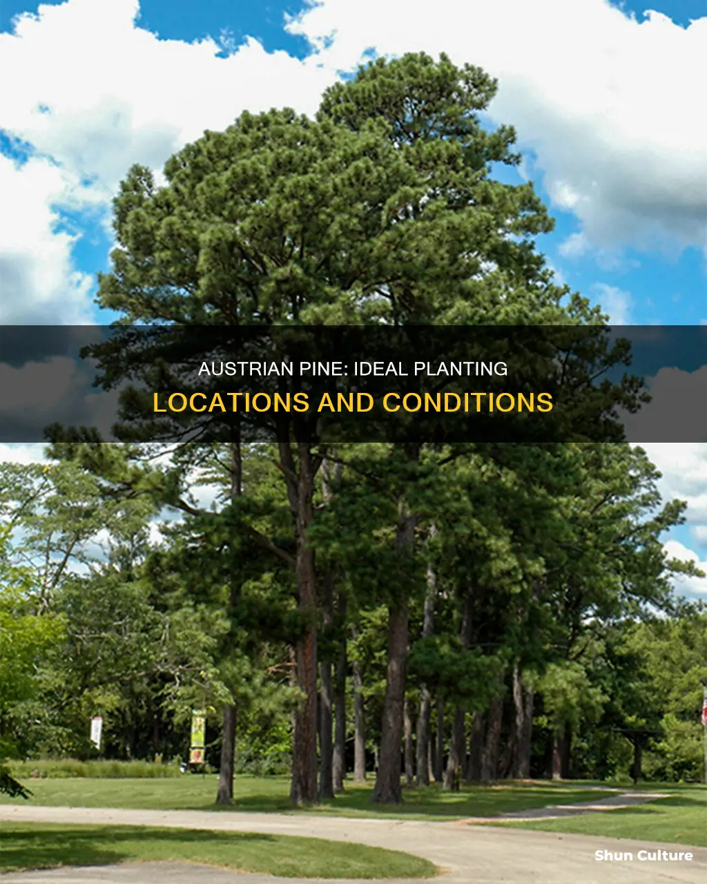 where to plant austrian pine