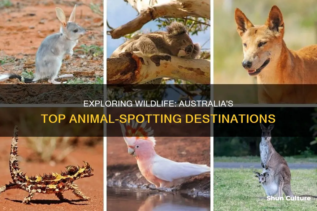 where to see animals in australia