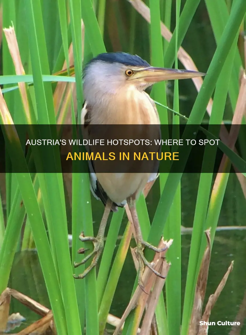 where to see animals in austria