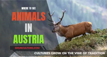 Explore Austria's Wildlife: Best Animal-Spotting Destinations