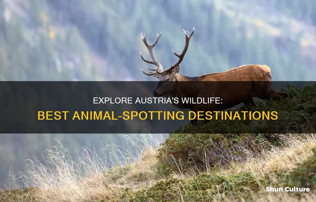 where to see animals in austria
