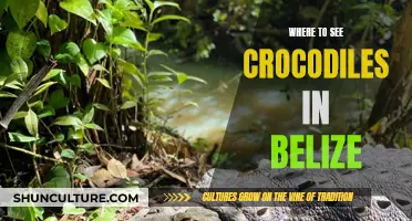 Croc-Spotting in Belize: Where to Go