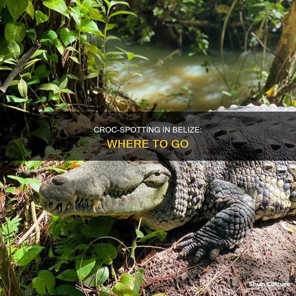 where to see crocodiles in belize