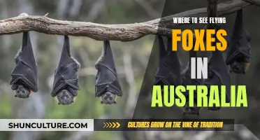 Discover Australia's Flying Foxes: Best Viewing Spots