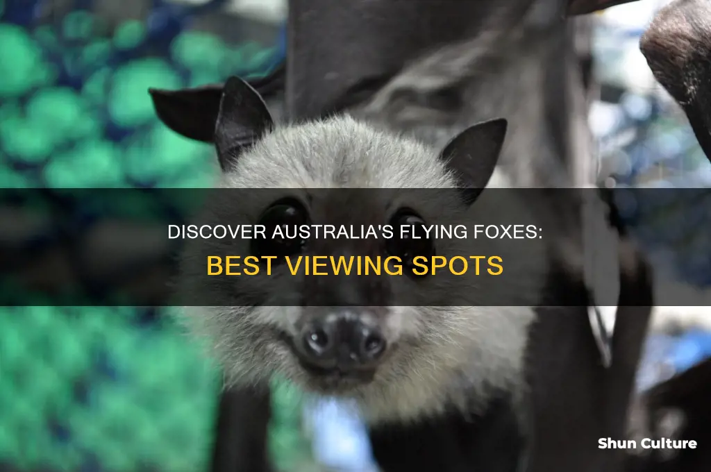 where to see flying foxes in australia