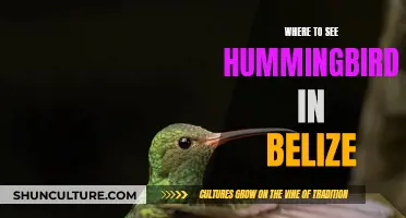 Hummingbird Hotspots in Belize