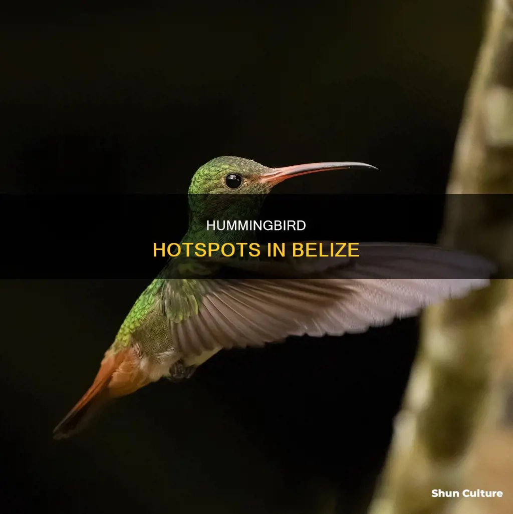 where to see hummingbirds in belize