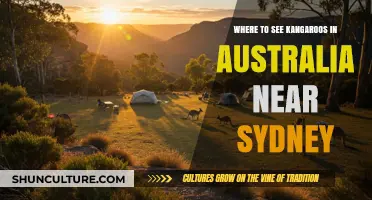 Discover Sydney's Best Spots to Spot Kangaroos in the Wild