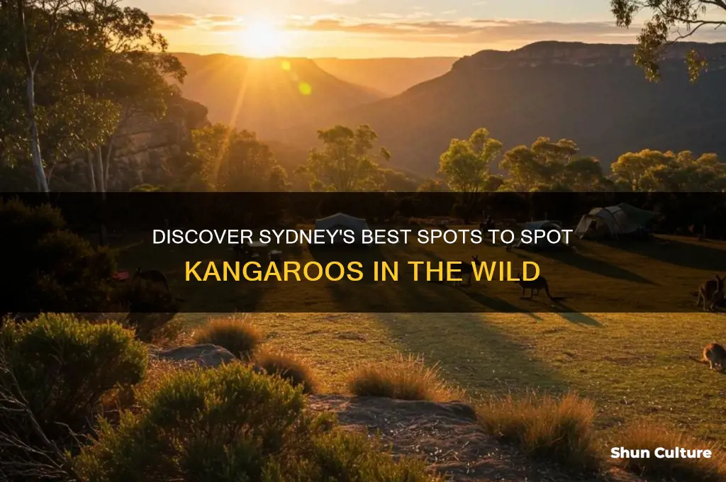 where to see kangaroos in australia near sydney