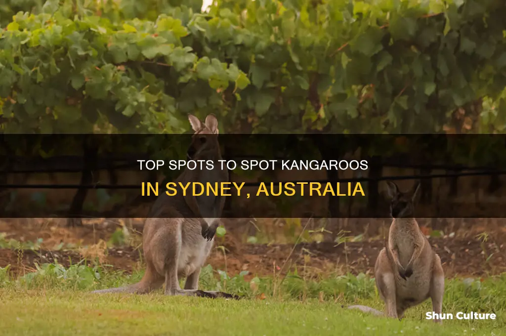 where to see kangaroos in sydney australia