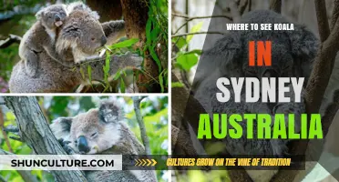 Discover Sydney's Top Spots to Spot Koalas in the Wild