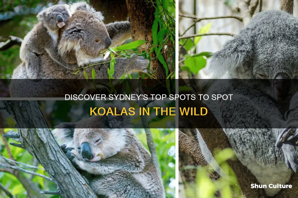 where to see koala in sydney australia