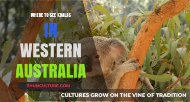 Discover Koalas in Western Australia's Natural Habitat
