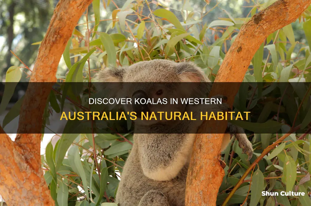 where to see koalas in western australia