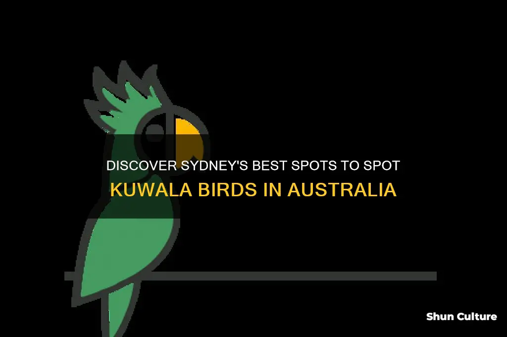 where to see kuwala in sydney australia