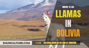 Exploring Bolivia: Where to Find Llamas in the Wild