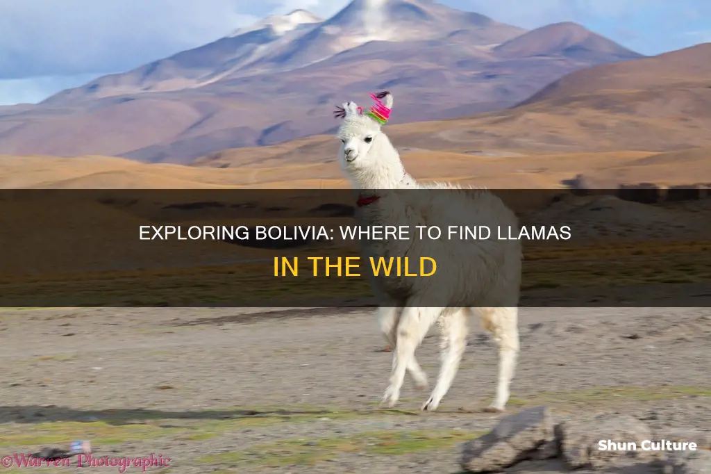 where to see llamas in bolivia