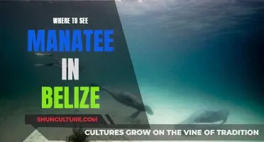 Manatees in Belize: Where to Spot Them