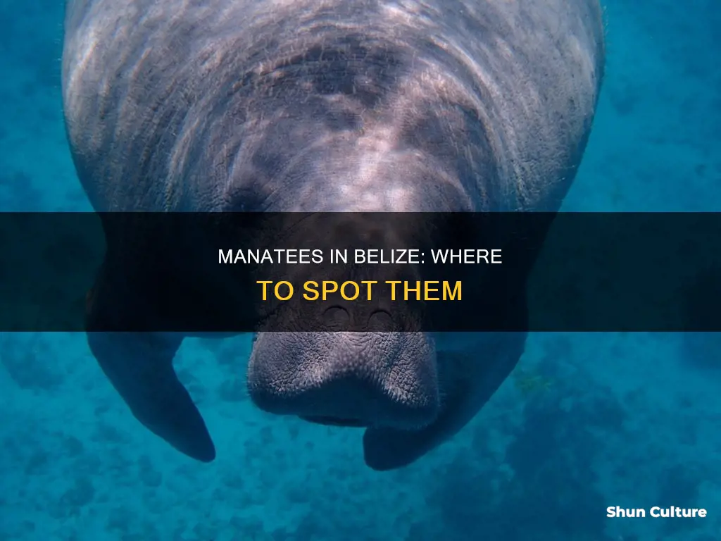 where to see manatee in belize