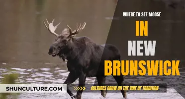 Moose Spotting in New Brunswick