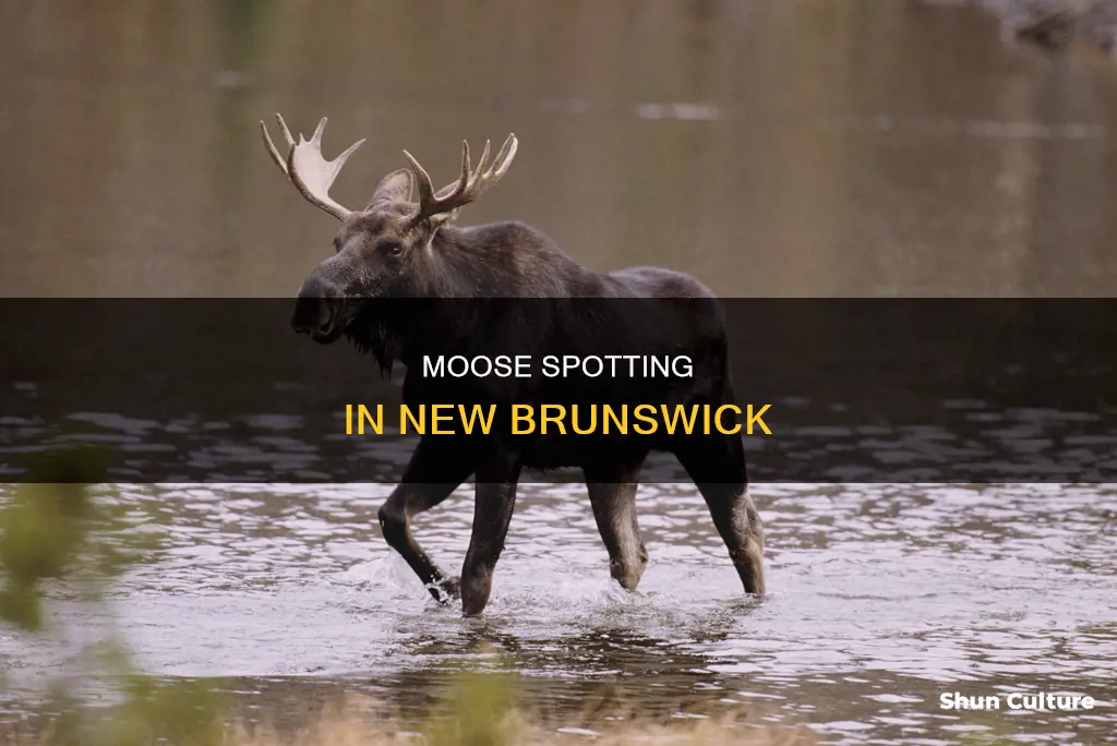 where to see moose in new brunswick