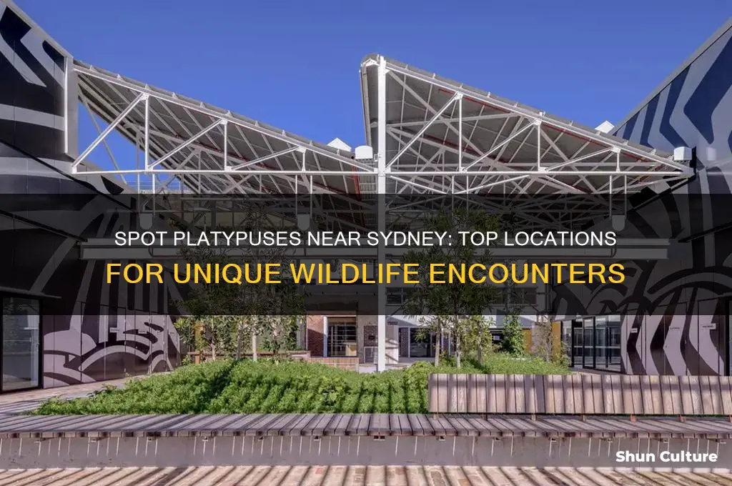 where to see platypus in australia near sydney