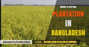Discover Bangladesh's Lush Rice Fields: Top Plantation Viewing Spots