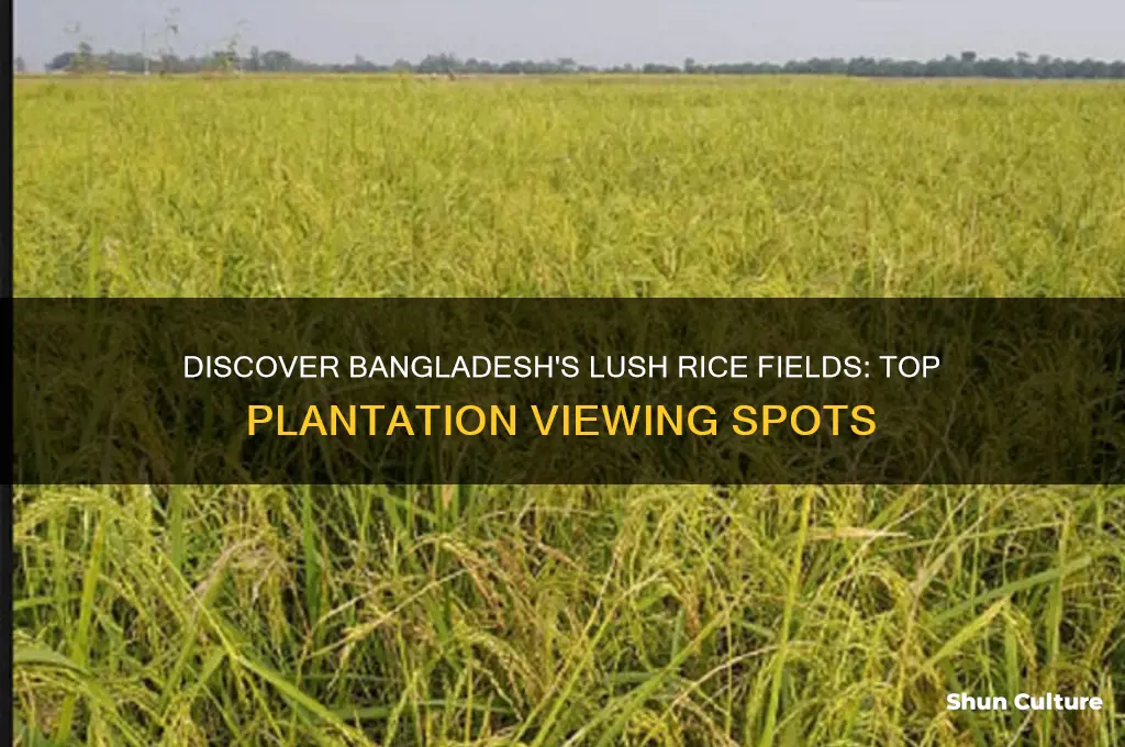 where to see rice plantation in bangladesh