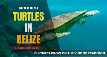 Belize's Best Sea Turtle Spots