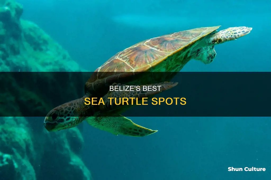 where to see sea turtles in belize