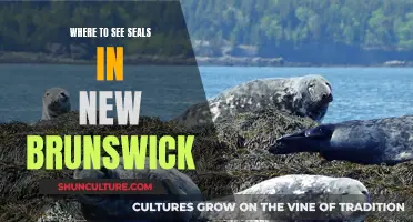 Spot Seals in New Brunswick