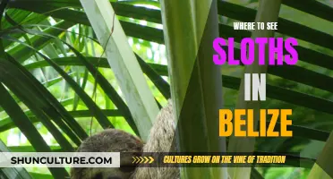 Sloth Spotting: The Best Places in Belize