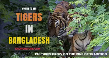 Discover Bangladesh's Tiger Hotspots: Best Places to Spot Royal Bengal Tigers