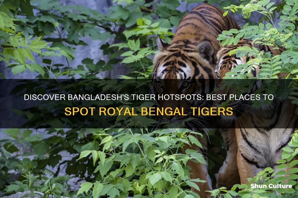 where to see tigers in bangladesh