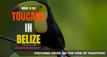 Toucans in Belize: Where to Spot Them