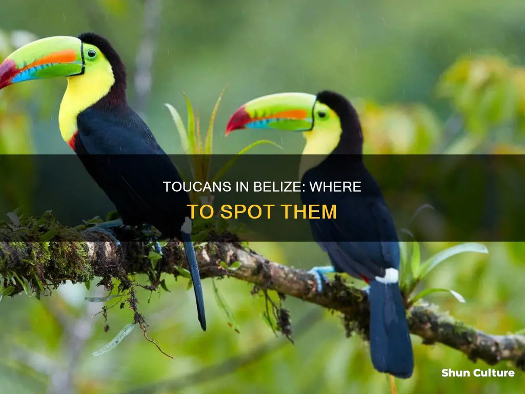 where to see toucans in belize