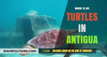 Discover Antigua's Best Turtle Watching Spots: A Guide for Enthusiasts