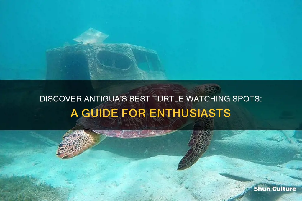 where to see turtles in antigua