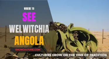 Welwitschia: Angola's Ancient Desert Survivors