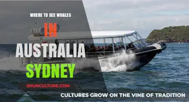 Sydney's Best Whale Watching Spots: A Guide to Majestic Encounters