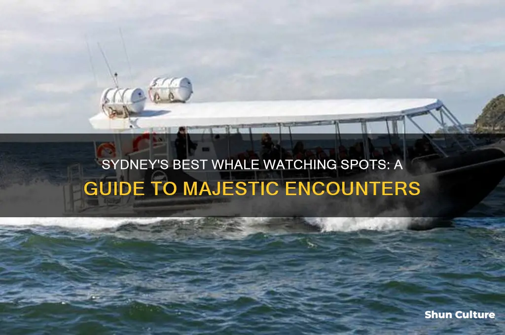 where to see whales in australia sydney