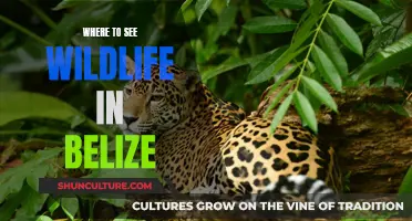 Belize's Wildlife: Where to Spot Them