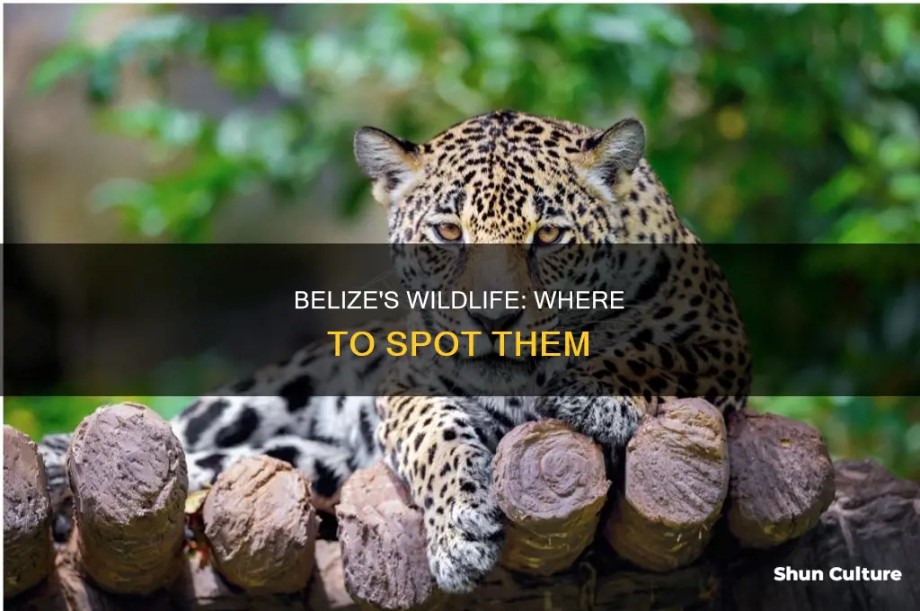 where to see wildlife in belize