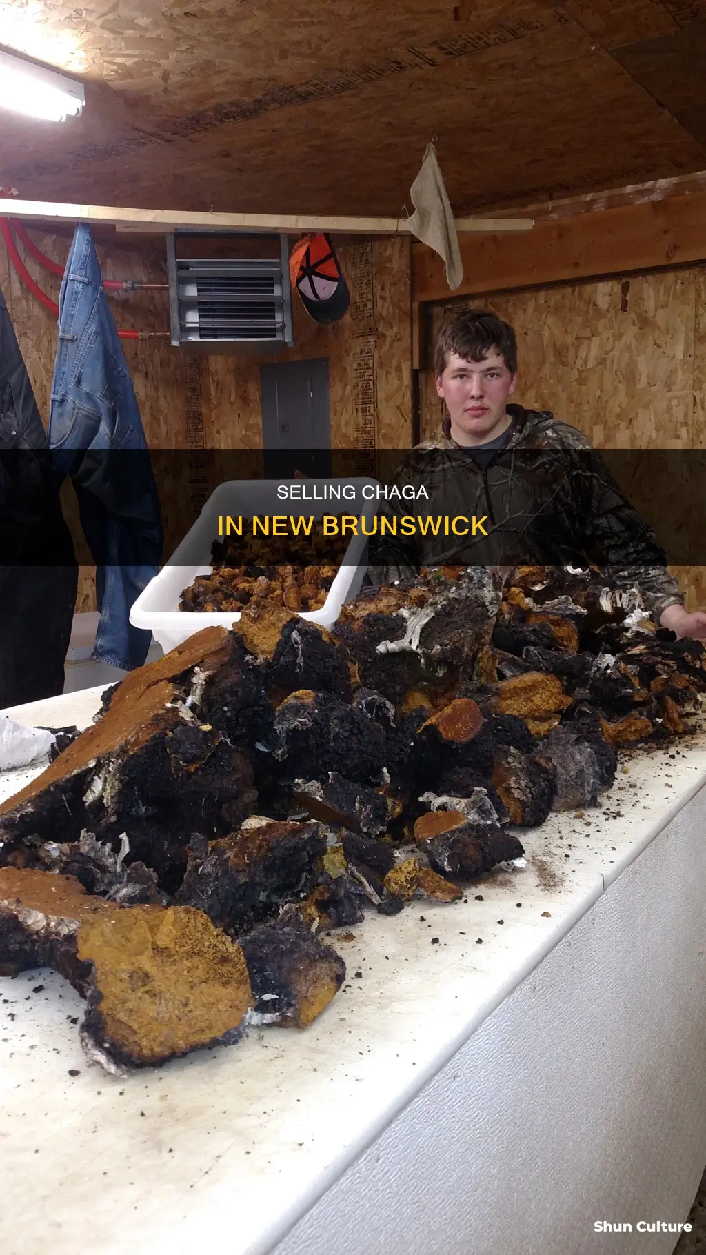 where to sell chaga in new brunswick