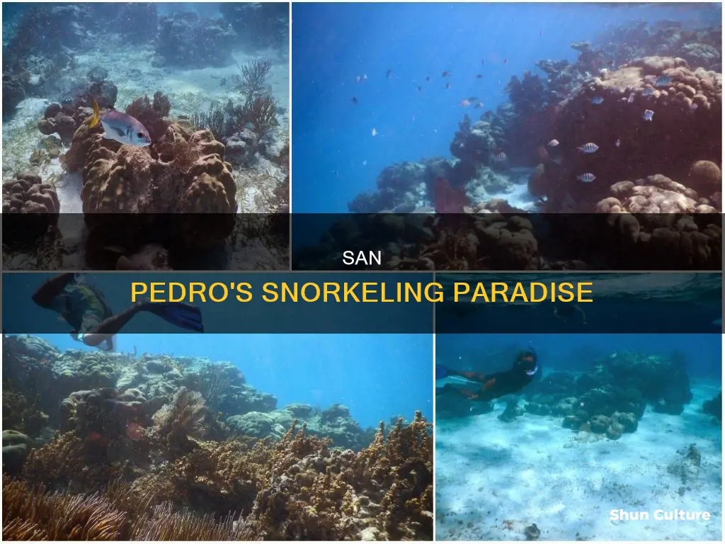 where to snorkel in san pedro belize