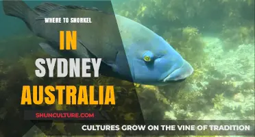 Discover Sydney's Best Snorkeling Spots: A Guide to Underwater Wonders